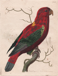 The Ceram Lory